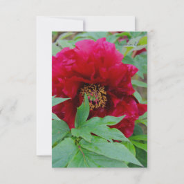 大きな恥ずかしいブルゴーニュ ノートカード