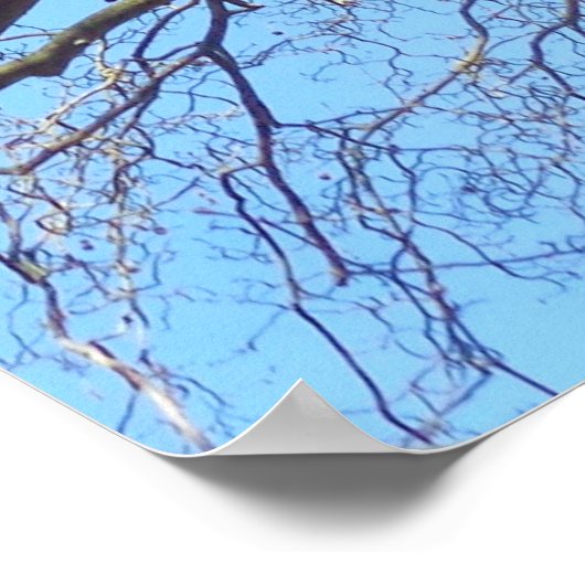 大きな木で空に枝をたくさん持つ、自然 ポスター (角)