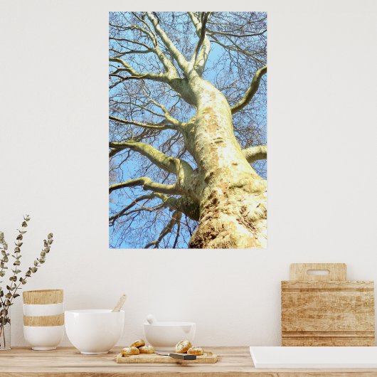 大きな木で空に枝をたくさん持つ、自然 ポスター (キッチン)