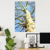 大きな木で空に枝をたくさん持つ、自然 ポスター (ホームオフィス)
