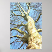 大きな木で空に枝をたくさん持つ、自然 ポスター (正面)