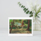 大きな木の間のステージコーチの見解 ポストカード (スタンド正面)