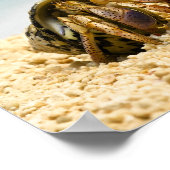 大きな殻を見たヤマネガニ ポスター (角)