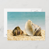 大きな殻を見たヤマネガニ ポストカード (正面/裏面)