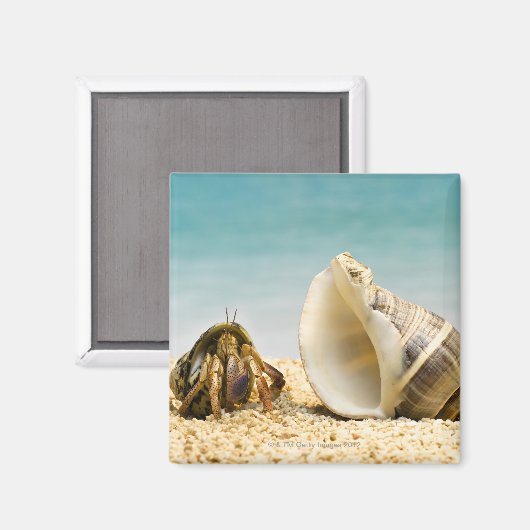 大きな殻を見たヤマネガニ マグネット (正面/裏面)