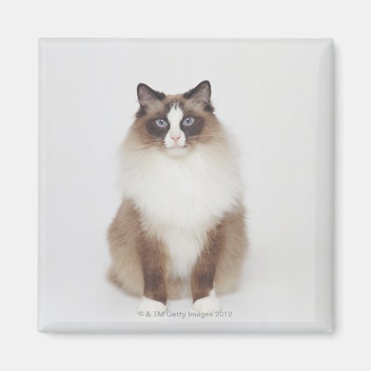 大きな毛皮の猫 マグネット (正面)