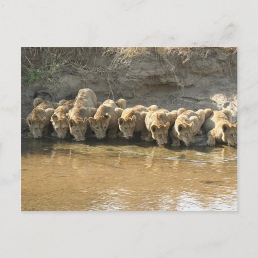 大きな猫はがき ポストカード (正面)