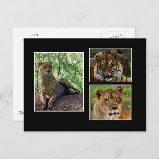 大きな猫はがき ポストカード (正面/裏面)