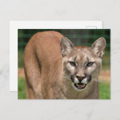 大きな猫クーガー(プーマコンカラー) ポストカード (正面/裏面)