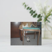 大きな猫シーズリトルキッテンポストカード ポストカード (スタンド正面)