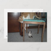 大きな猫シーズリトルキッテンポストカード ポストカード (正面/裏面)