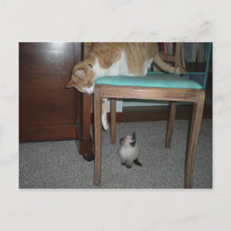 大きな猫シーズリトルキッテンポストカード ポストカード