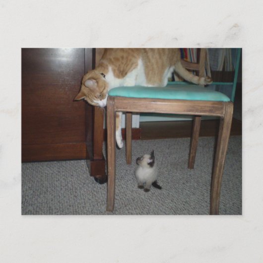 大きな猫シーズリトルキッテンポストカード ポストカード (正面)