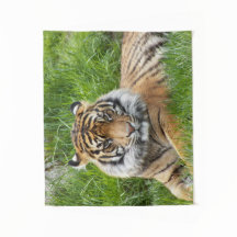 大きな猫スマトラーンTiger写真