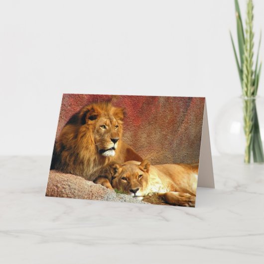 大きな猫セット – 6 カード (正面)