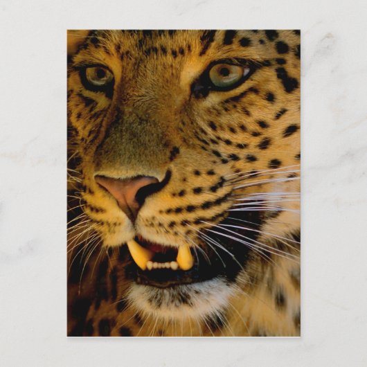 大きな猫マクロ ポストカード (正面)