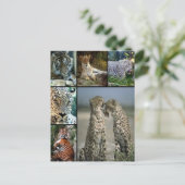 大きな猫照合 ポストカード (スタンド正面)