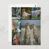 大きな猫照合 ポストカード (正面/裏面)