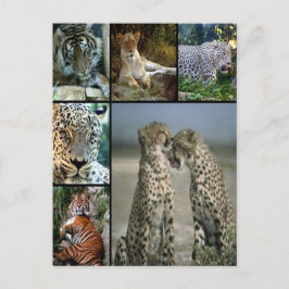 大きな猫照合 ポストカード