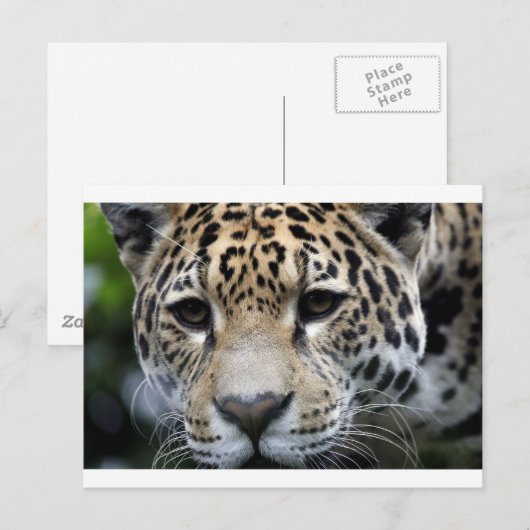 大きな猫 ポストカード (正面/裏面)