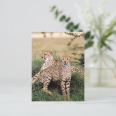 大きな猫- 13 ポストカード (スタンド正面)