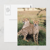 大きな猫- 13 ポストカード (正面/裏面)