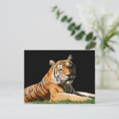 大きな猫- 1 ポストカード (スタンド正面)