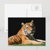 大きな猫- 1 ポストカード (正面/裏面)