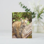 大きな猫- 5 ポストカード (スタンド正面)