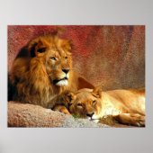 大きな猫- 6 ポスター (正面)