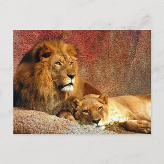 大きな猫- 6 ポストカード (正面)