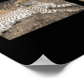 大きな猫- Serengeti, Tanzania Poster ポスター (角)