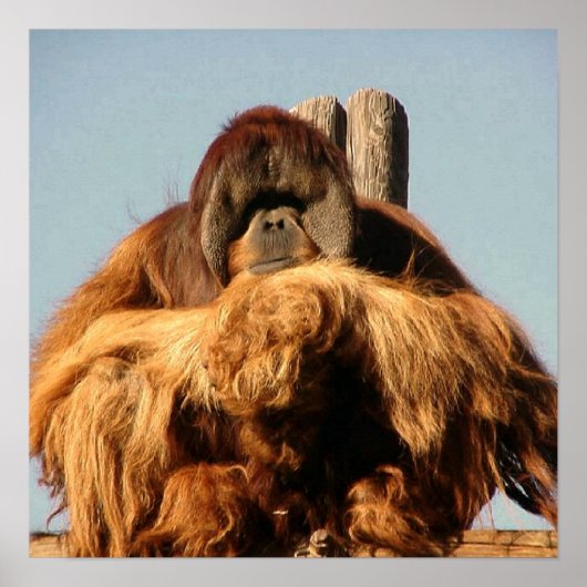 大きな猿のポスター ポスター (正面)