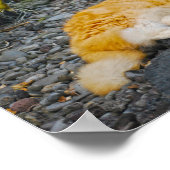 大きな生姜と白猫 ポスター (角)