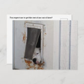 大きな白い犬は小さな犬の道から逃れようとする ポストカード (正面/裏面)