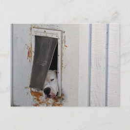 大きな白い犬は小さな犬の道から逃れようとする ポストカード