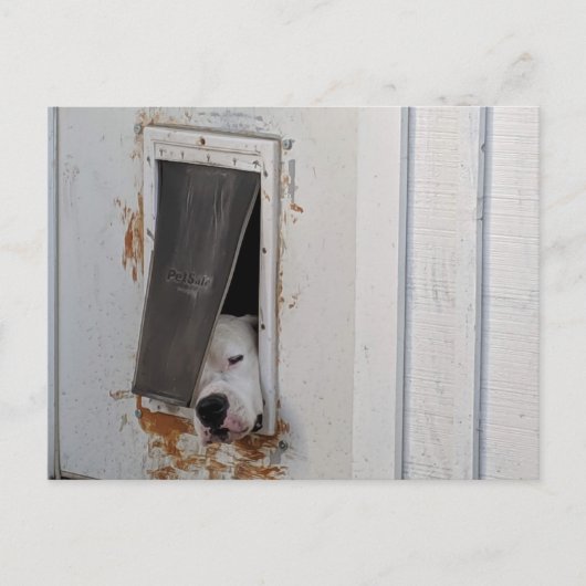 大きな白い犬は小さな犬の道から逃れようとする ポストカード (正面)