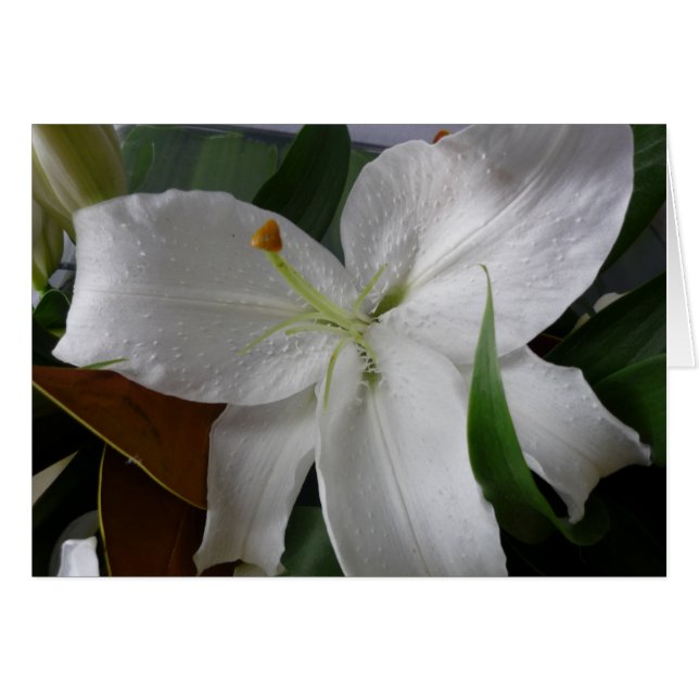 大きな白花 (正面横)