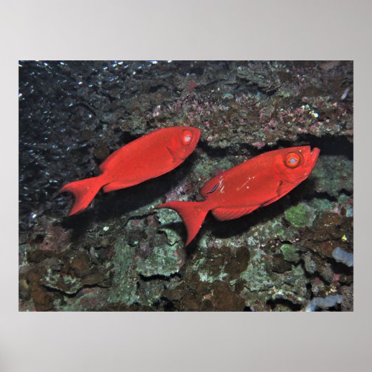 大きな目のペア ポスター (正面)