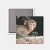 大きな目の磁石で怖い猿 マグネット (正面/裏面)