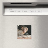 大きな目の磁石で怖い猿 マグネット (インサイチュ (食洗機))