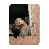 大きな目の長方形の磁石で怖いサル マグネット (縦)