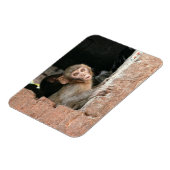 大きな目の長方形の磁石で怖いサル マグネット (左側)