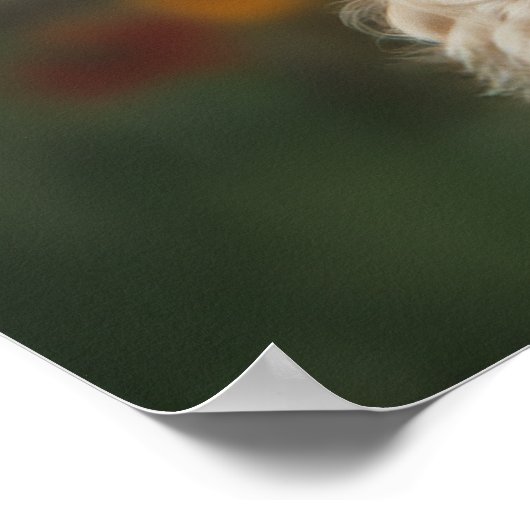 大きな目をしたオーストラリア産ラブラドール ポスター (角)