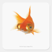 大きな目をした金魚 スクエアシール (正面)