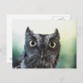大きな目を見せる東の悲鳴フクロウポートレート ポストカード (正面/裏面)