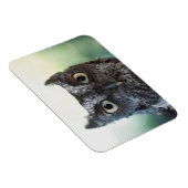大きな目を見せる東の悲鳴フクロウポートレート マグネット (右側)