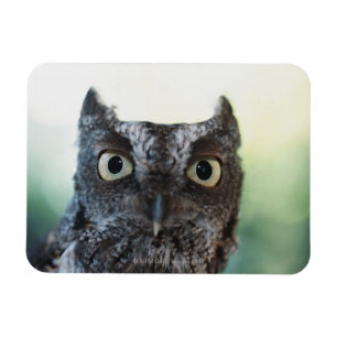 大きな目を見せる東の悲鳴フクロウポートレート マグネット