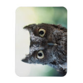 大きな目を見せる東の悲鳴フクロウポートレート マグネット (縦)