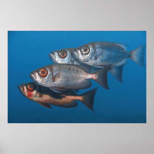 大きな目 ポスター (正面)